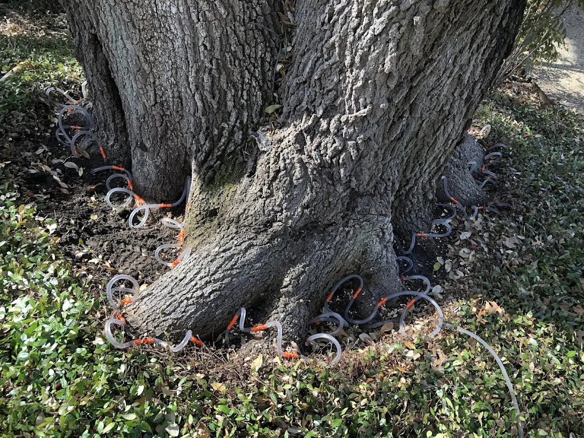 Detailed Tree Cabling and Bracing job site in Nobleboro